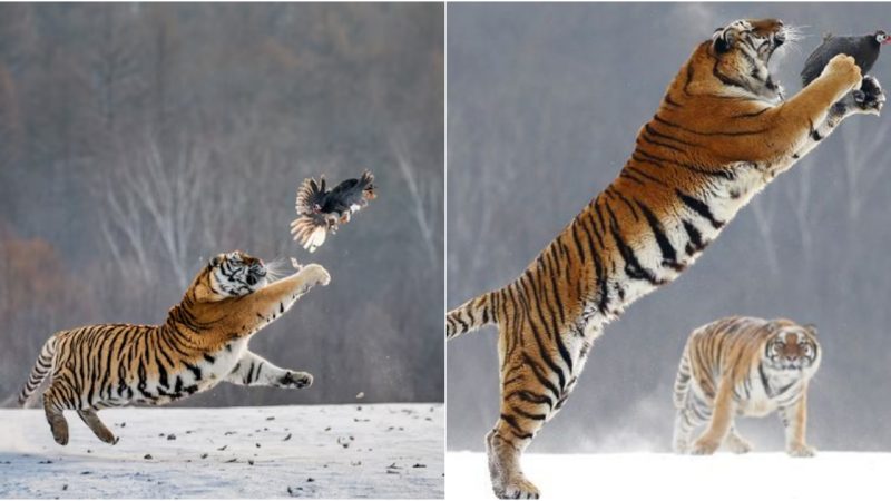 Incredible moment: Tiger leaps into the air to catch pheasant for lunch